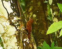 Ruddy Woodcreeper at Howler Monkey Resort.